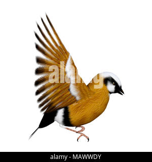 3D-Rendering eines Parsons Finch oder Schwarz-throated Finch Vogel auf weißem Hintergrund Stockfoto