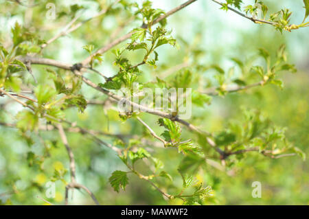 Zweige mit Knospen der chinesischen Schneeball Baum im Garten. Nahaufnahme, Bokeh. Stockfoto