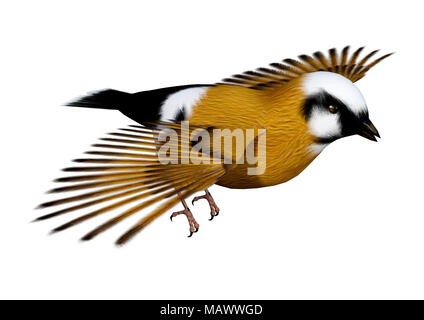 3D-Rendering eines Parsons Finch oder Schwarz-throated Finch Vogel auf weißem Hintergrund Stockfoto