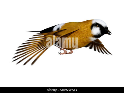 3D-Rendering eines Parsons Finch oder Schwarz-throated Finch Vogel auf weißem Hintergrund Stockfoto