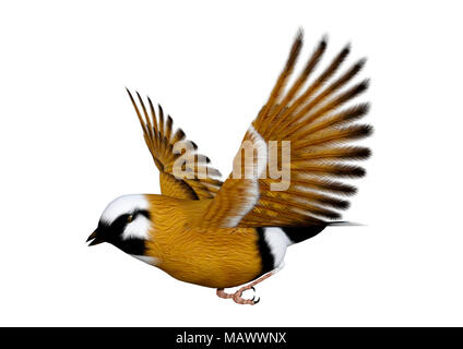 3D-Rendering eines Parsons Finch oder Schwarz-throated Finch Vogel auf weißem Hintergrund Stockfoto