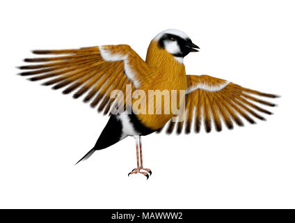 3D-Rendering eines Parsons Finch oder Schwarz-throated Finch Vogel auf weißem Hintergrund Stockfoto