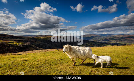Schaf und Lamm bis nahe an die walisische Landschaft in Brecon Beacons, Wales Stockfoto