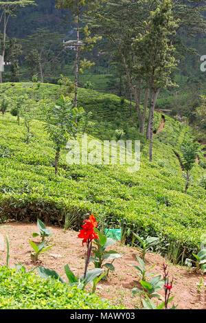 Die Hochebene von Nuwara Eliya hat einige der feinsten Teegärten in Sri Lanka Stockfoto