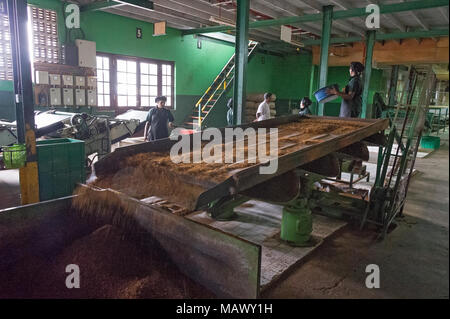 Die Hochebene von Nuwara Eliya hat einige der feinsten Teegärten in Sri Lanka Stockfoto