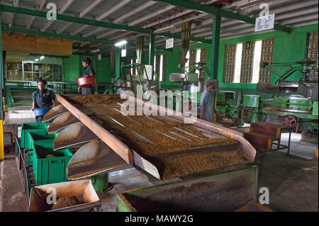 Die Hochebene von Nuwara Eliya hat einige der feinsten Teegärten in Sri Lanka Stockfoto