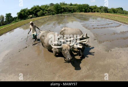 Bauern gepflügt Reisfelder mit Büffel in Klaten, Zentraljava, Indonesien Stockfoto