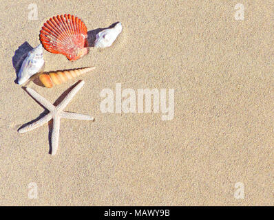 Strand Hintergrund mit Sand, Muscheln, Seesterne und Kopieren. Sommer Urlaub Szene, Sommer Hintergrund. Stockfoto