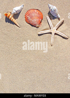 Strand Hintergrund mit Sand, Muscheln, Seesterne und Kopieren. Sommer Urlaub Szene, Sommer Hintergrund. Stockfoto