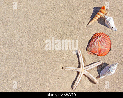 Strand Hintergrund mit Sand, Muscheln, Seesterne und Kopieren. Sommer Urlaub Szene, Sommer Hintergrund. Stockfoto