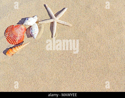 Strand Hintergrund mit Sand, Muscheln, Seesterne und Kopieren. Sommer Urlaub Szene, Sommer Hintergrund. Stockfoto