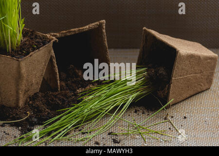 Vorbereitung für saisonale Transplantation von Pflanze, Ingardening. Produkt Still Life Bild. Pflanzung im Garten Konzept. Stockfoto