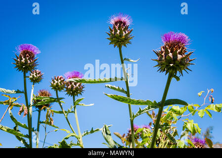 Cardoon Cynara Cardunculus oder Artischocke eine ornamentale Gemüse aus viktorianischen Zeiten in voller Blüte vor blauem Himmel HINWEIS DIE COBWEB MIT CAPT Stockfoto