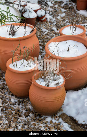 Terrakotta Blumentöpfe im Schnee in einem englischen Garten im März fallen. Großbritannien Stockfoto