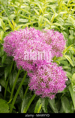 Beeindruckende Allium Globemaster in Blüte im Juni in Großbritannien Stockfoto