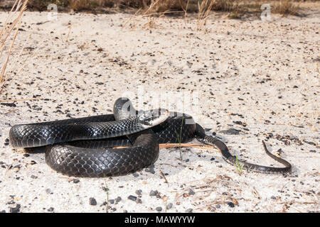 Südlichen schwarzen Racer (Coluber constrictor Priapos) Stockfoto