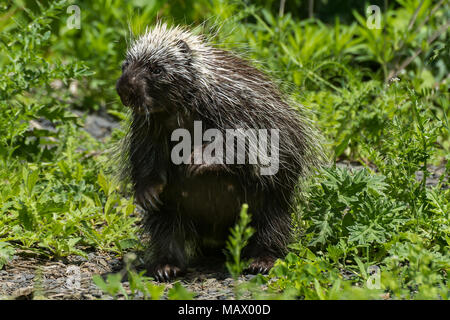 North American Porcupine (Erethizon Dorsatum) Stockfoto