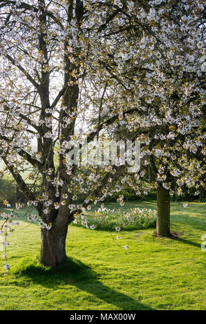 Prunus avium Lager Massen von weissen Blüten in einem Englischen Garten im April Stockfoto