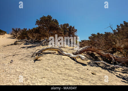 Trockene grossfrüchtiger Wacholderbeeren (Juniperus macrocarpa) Bäume auf sandigen Hügel mit tiefen blauen Himmel im Hintergrund. Chrysi Insel, Ierapetra, Griechenland Stockfoto