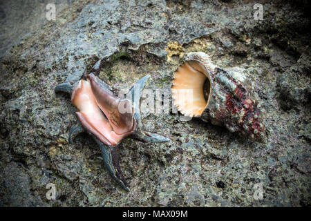 Große Muscheln auf dem Stein. Waschbecken wie ein seltsamer Lebewesen. Maskierung seashells unter dem Stein Hintergrund. Lebende Muscheln Stockfoto