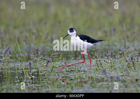 Schwarz - geflügelte Stelzenläufer himantopus, Fütterung, im Marsh Stockfoto