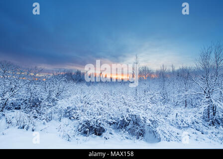 Schöne und dramatische Winter Sunset Landschaft mit Bäumen bedeckt im Schnee in Lappland, Finnland, Europa Frohes Neues Jahr Stockfoto