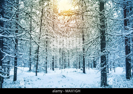 Schönen verschneiten Tag mit Sonnenlicht in einem Wald im Winter in Lappland Finnland Weihnachten Grußkarte Hintergrund Stockfoto