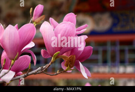Ein Magnolia tree Blumen in einem Park im Zentrum von Peking. Auch als Mulan magnolia bekannt, die Sorte stammt aus dem Südwesten Chinas Stockfoto