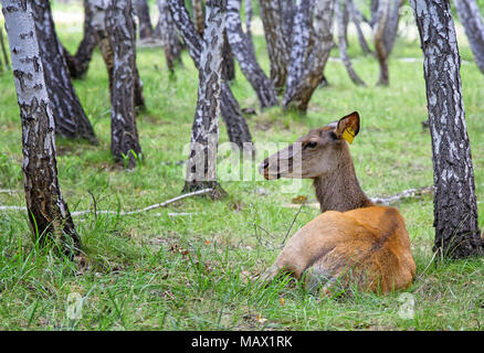 Weiblichen Rotwild - Maral liegt im Birkenwald. Aufmerksam, hört die Geräusche um Sie herum Stockfoto