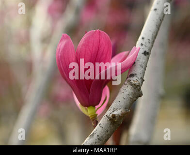 Ein Magnolia tree Blumen in einem Park im Zentrum von Peking. Auch als Mulan magnolia bekannt, die Sorte stammt aus dem Südwesten Chinas Stockfoto