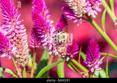 Brummende Hummel bestäubt Blüten Stockfoto