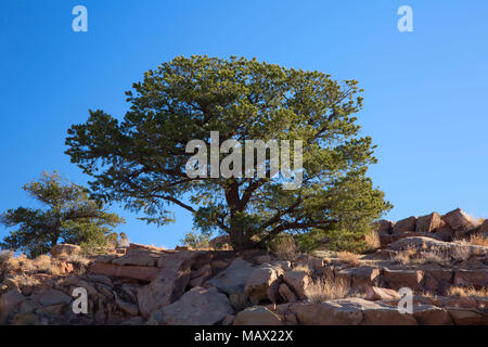 Pinyon Kiefer, Canyon de Chelly National Monument, Arizona Stockfoto