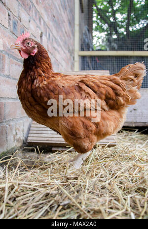 GLASGOW, Schottland - 16. AUGUST 2013: Ein ISA-braune Henne stehend auf Heu in einen Hühnerstall. Stockfoto