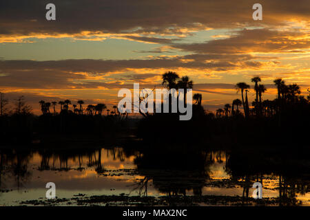 See Searcy palm Sunrise, Orlando Wetlands Park, Florida Stockfoto