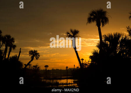 See Searcy palm Sunrise, Orlando Wetlands Park, Florida Stockfoto