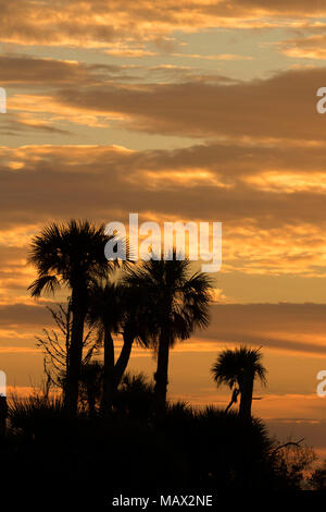 See Searcy palm Sunrise, Orlando Wetlands Park, Florida Stockfoto