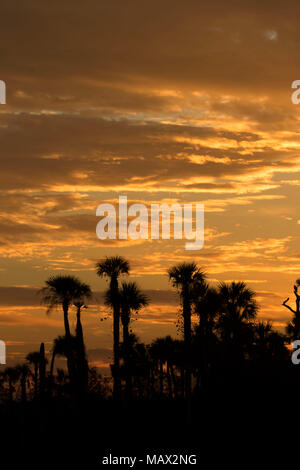 See Searcy palm Sunrise, Orlando Wetlands Park, Florida Stockfoto