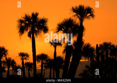 See Searcy palm Sunrise, Orlando Wetlands Park, Florida Stockfoto