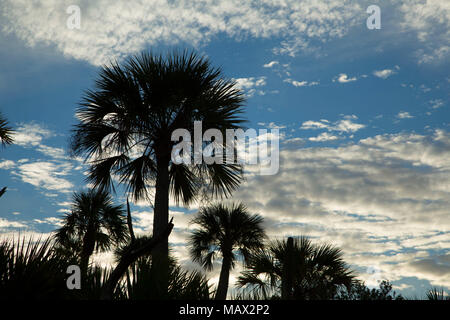 Palm Silhouette, Orlando Wetlands Park, Florida Stockfoto