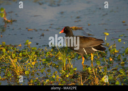 (Common gallinule Gallinula galeata), Orlando Wetlands Park, Florida Stockfoto