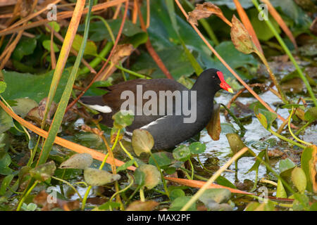 (Common gallinule Gallinula galeata), Orlando Wetlands Park, Florida Stockfoto