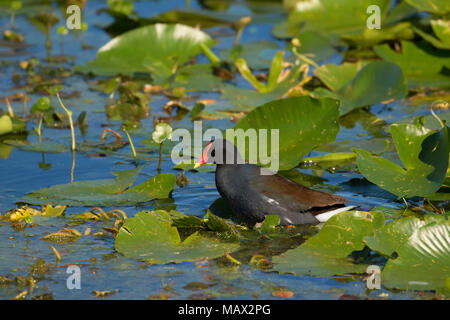 (Common gallinule Gallinula galeata), Orlando Wetlands Park, Florida Stockfoto