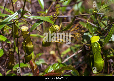Nahaufnahme von schlauchpflanzen (Nepenthaceae) in den Wilden eines tropischen Lage von anderen Pflanzen auf der Insel Sumatra, Indonesien umgeben. Stockfoto