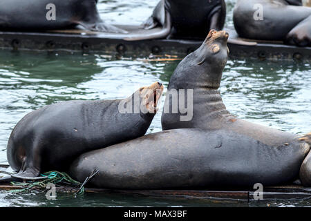 Zwei Seelöwen im Dock angezeigt zu bellen in Astoria, Oregon. Stockfoto