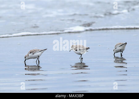 Drei sanderling Vögel für Essen auf Del Ray Strand nördlich von Seaside, Oregon. Stockfoto