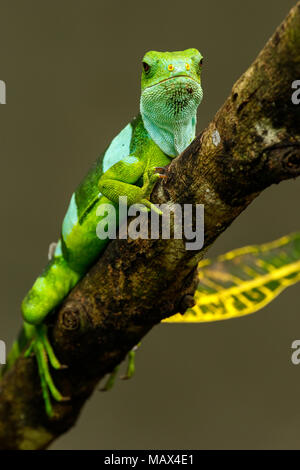 Männliche Fidschi gebändert Leguan (Brachylophus Fasciatus) auf der Insel Viti Levu, Fidschi. Es ist endemisch in den südöstlichen Fidschi Inseln. Stockfoto