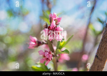 Pfirsichfarbene Blüten im Frühling Stockfoto