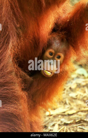 Close-up baby Sumatra Orang-Utans auf seine Mutter, Gunung Leuser Nationalpark, Sumatra, Indonesien. Sumatra Orang-Utans ist endemisch im Norden Stockfoto