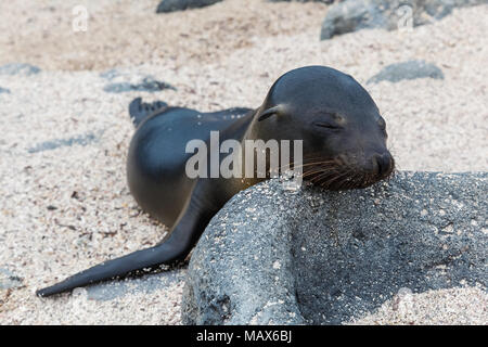 Sea Lion baby liegt mit dem Kopf auf einen Felsen auf den Stränden der Galapagos Inseln Stockfoto