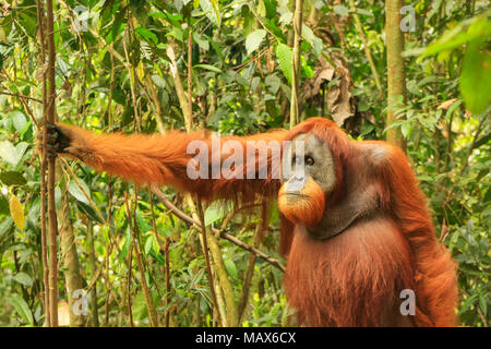 Männliche Sumatra Orang-Utans (Pongo abelii) auf dem Boden im Gunung Leuser Nationalpark, Sumatra, Indonesien. Sumatra Orang-Utans ist endemisch auf der Stockfoto